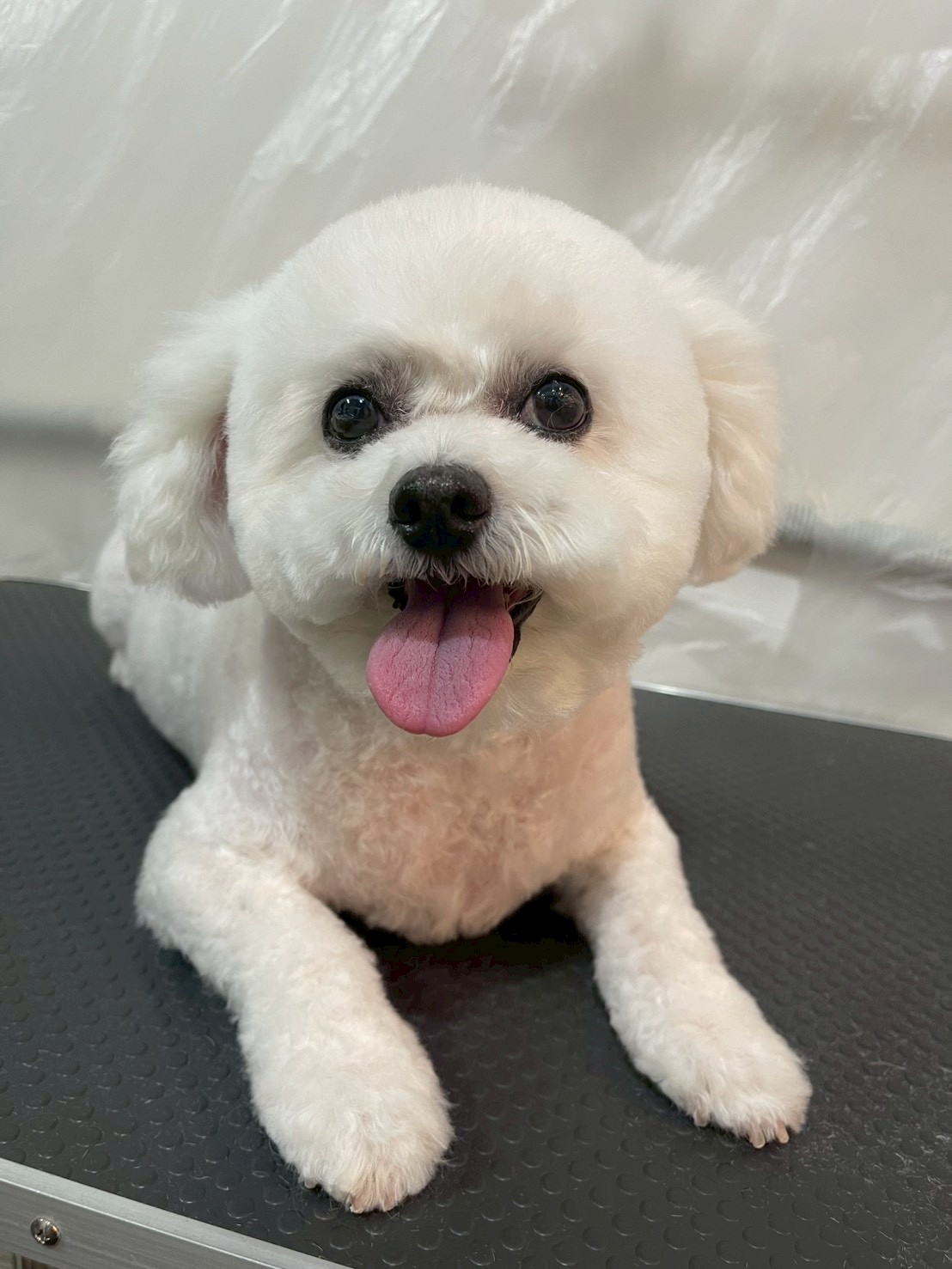 剛完成美容的白色比熊犬