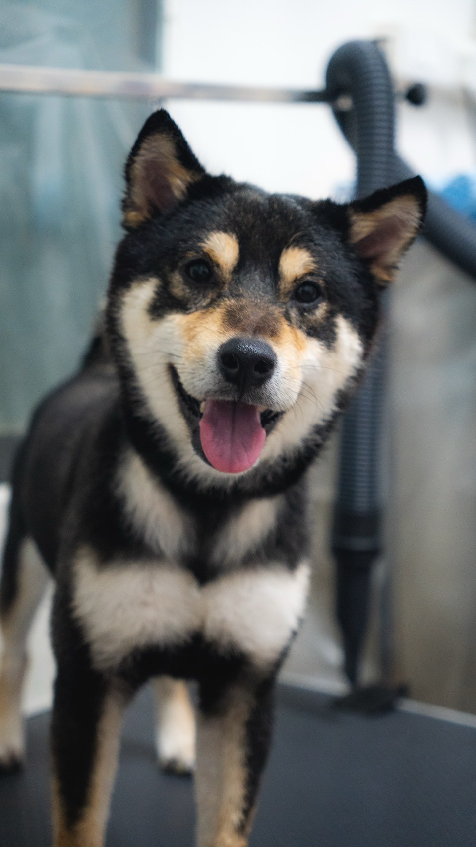 洗香香後開心微笑的黑柴犬