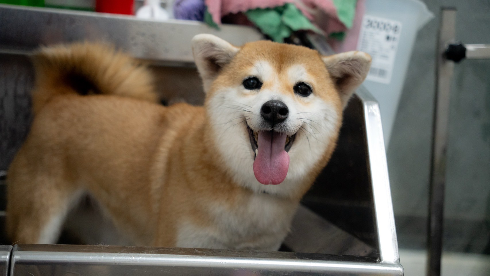 在洗澡區開心微笑的紅柴犬