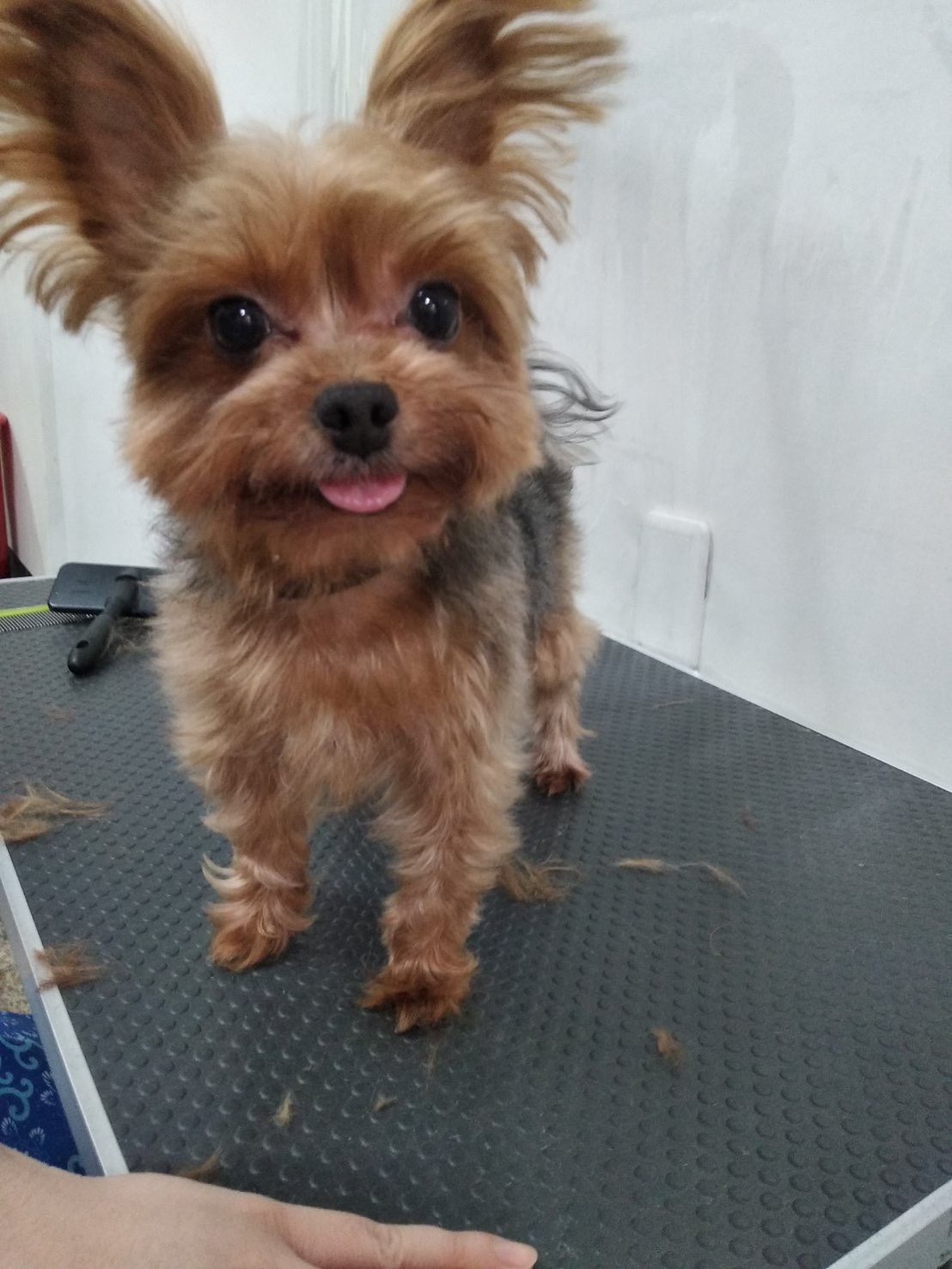 大耳朵蓬鬆的約克夏犬